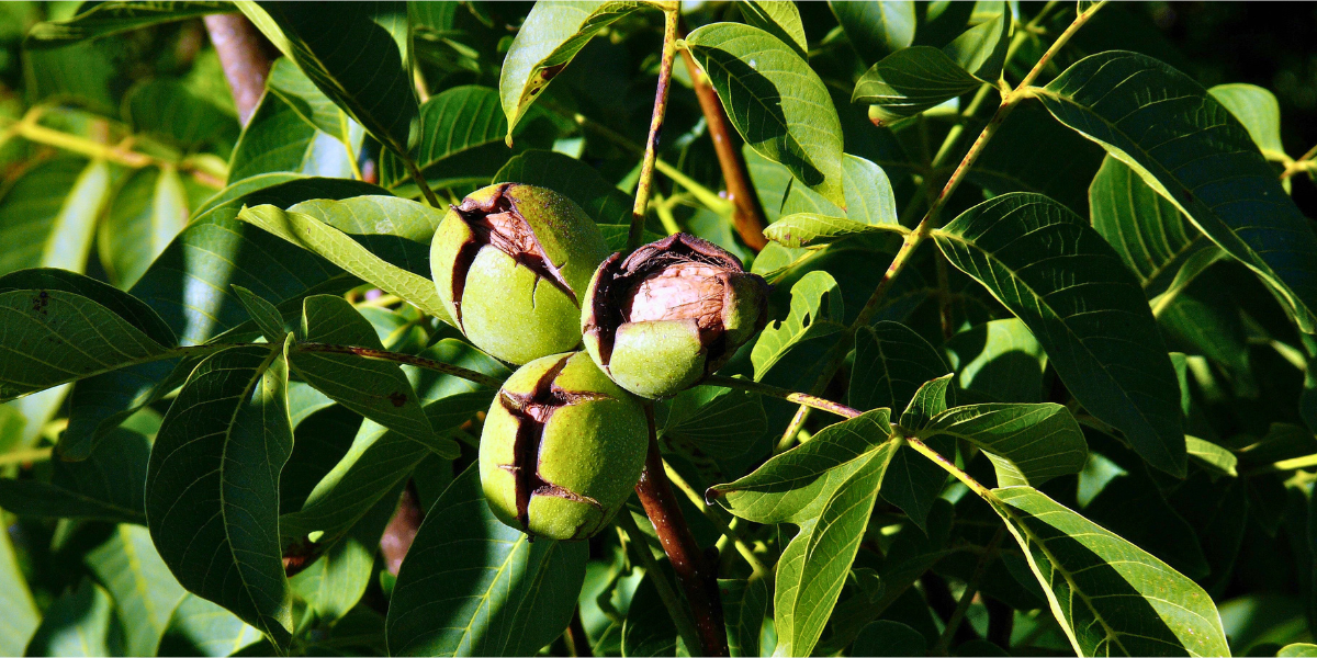 Walnuts